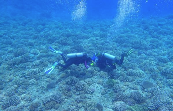 Bilim insanlarından korkutan keşif! İnsanlar için zehirli yeni bir canlı türü - Resim: 1