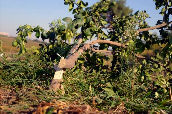 Sabah bahçesine girince öyle bir şey gördü ki! Hayatının şokunu yaşadı - Resim: 1