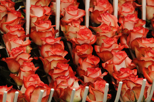 Güllerin sevgiliye olan yolculuğu - Resim: 3