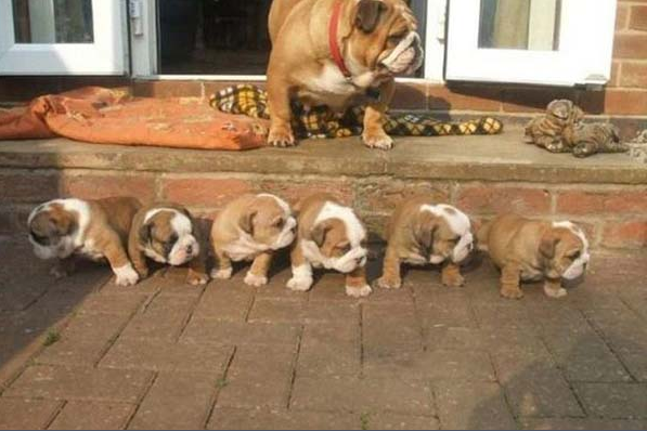 Bu hayvanlar çok komik! - Resim: 4