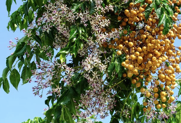 Daha önce duymadığınız bu ağacın yağı bakın neye iyi geliyor - Resim: 3