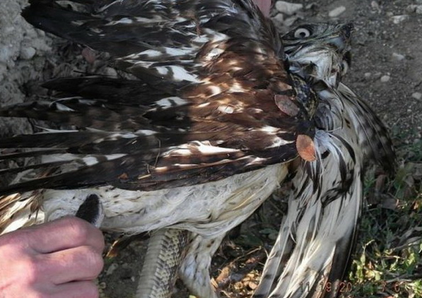 Yılan şahini böyle boğazladı - Resim: 4