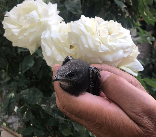 Doğada nadir görülürken Isparta'da ortaya çıktı! Bu canlının hikayesi çok ilginç - Resim: 4