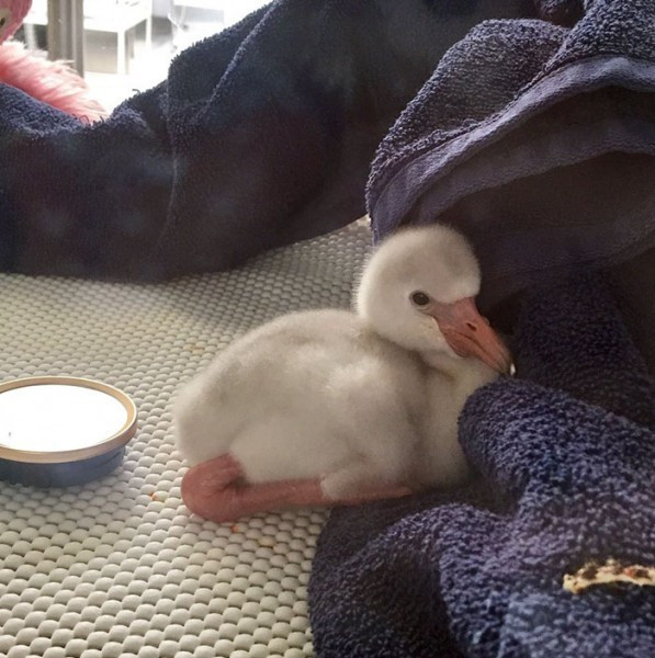 Bebek flamingo tatlılığı! - Resim: 2