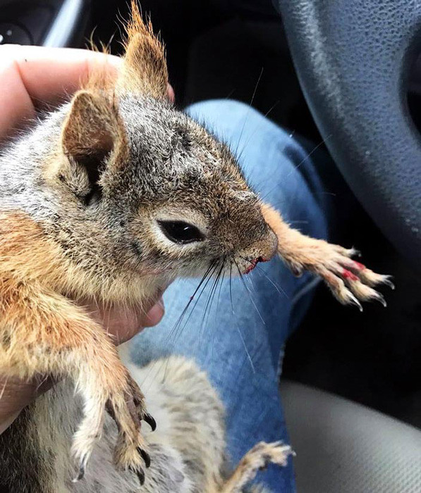 Avukattan örnek davranış yaralı sincaba şefkat eli - Resim: 2