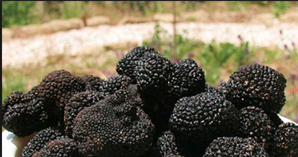 Trüf mantarı nedir faydaları neler? - Resim: 3