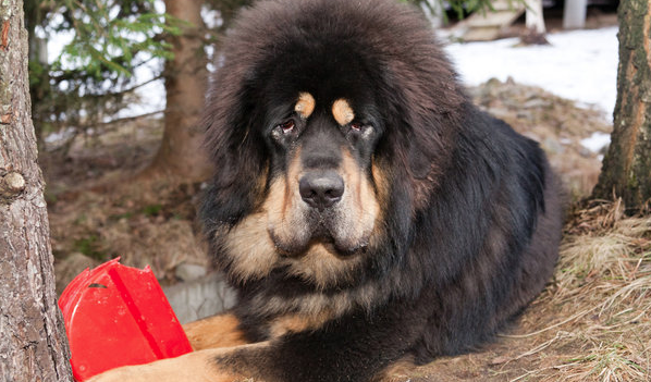 Köpek diye aldığı hayvan büyüdüğünde bakın neye dönüştü! - Resim: 4