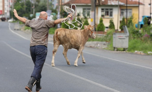 Kocaeli'de Kurban Bayramı'na tam hazırlık bu yıl o manzaralar yaşanmayacak - Resim: 1