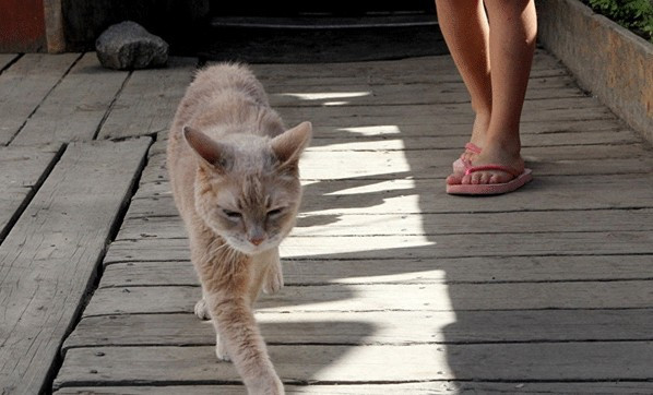 ABD'nin belediye başkanı kedisi öldü halk yas tuttu - Resim: 2