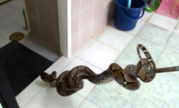 Tuvalette saklanan piton cinsel organından ısırdı 15 dikiş atıldı... - Resim: 4