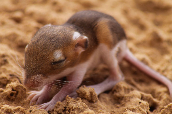 Çölün sevimli bebekleri - Resim: 2