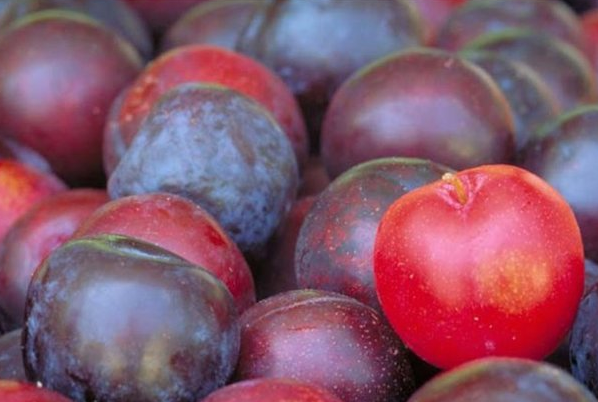 Kırmızı erik tam bir sağlık deposu! - Resim: 4