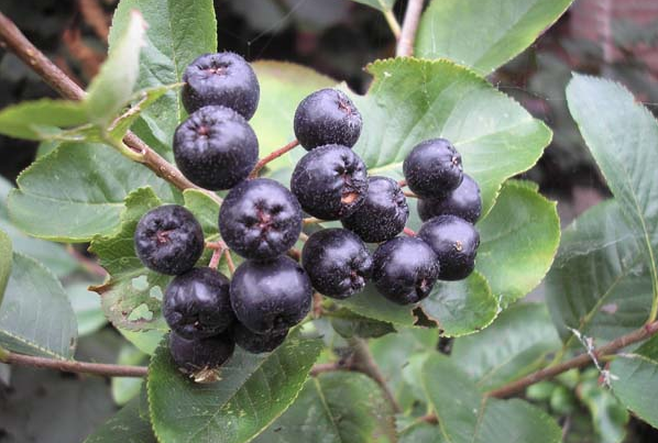 Görenler üzüm sanıyor ama kanserle savaşan bu meyvenin adını daha önce duymadınız - Resim: 2