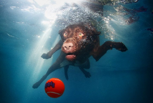 Köpeklerin su altı halleri - Resim: 3