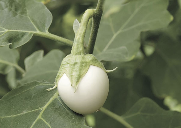 Görenler ne olduğunu anlamaya çalışıyor ama her derde deva - Resim: 4