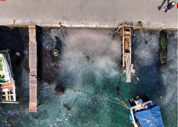 İstanbul Boğazı'nı istila ettiler! Son halini görenler dehşete düştü - Resim: 0