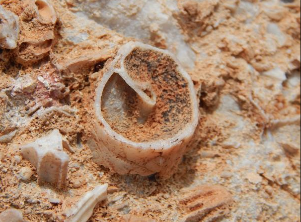 Konya'da bulunanlar tam 98 milyon yıllık çıktı görenler şaşkına döndü - Resim: 1