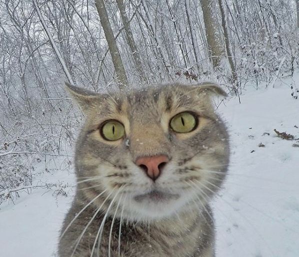 Bu kedi normal değil yaptıklarını görünce şok olacaksınız! - Resim: 2