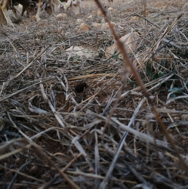 Bilecik'te doğa yürüyüşü yaparken fark edildi görenler şaşkınlığını gizleyemedi - Resim: 1