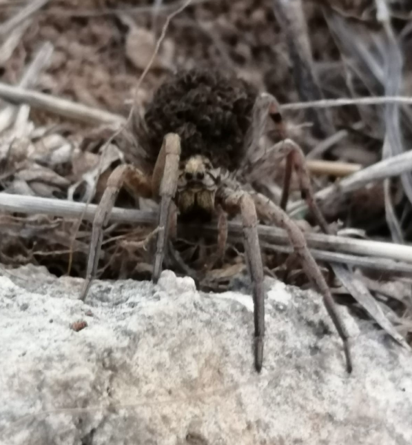 Bilecik'te doğa yürüyüşü yaparken fark edildi görenler şaşkınlığını gizleyemedi - Resim: 4