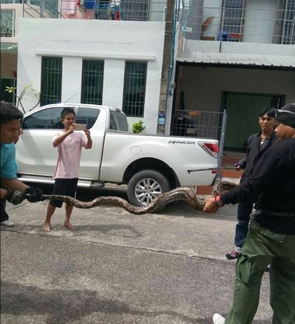 Tuvalette saklanan piton cinsel organından ısırdı 15 dikiş atıldı... - Resim: 3