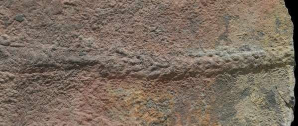 Tarihte en eski hayvan izleri keşfedildi tam 550 milyon yıllık - Resim: 4