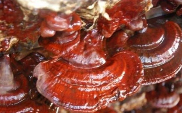 Kilosu bin lira! - Resim: 4