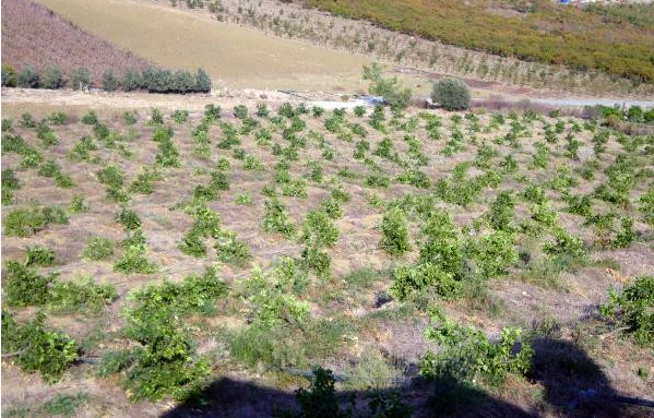 Sabah bahçesine girince öyle bir şey gördü ki! Hayatının şokunu yaşadı - Resim: 0