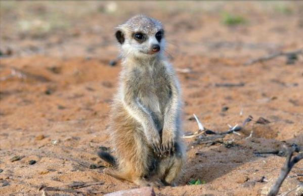 Çölün sevimli bebekleri - Resim: 1