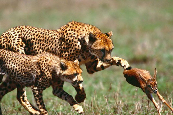 Vahşi doğada nefes kesen yaşam! - Resim: 3