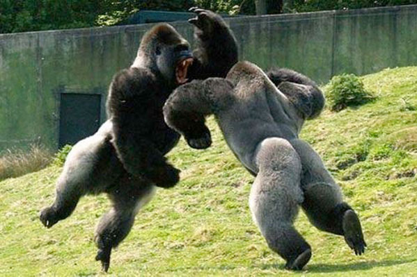 Vahşi doğada nefes kesen yaşam! - Resim: 4