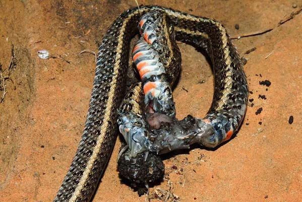 Bu kez yılan yem oldu ilk kez görüntülendi! - Resim: 3