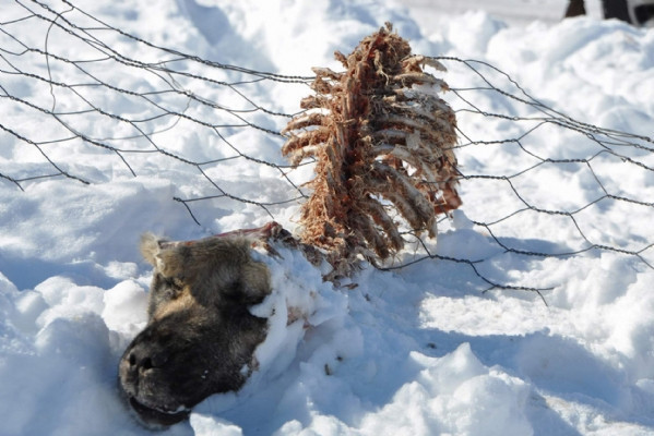 Kurt saldırısından geriye bu kaldı - Resim: 1