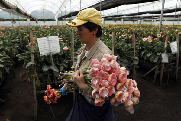 Güllerin sevgiliye olan yolculuğu - Resim: 4