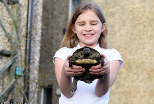 Ayakları kopan kaplumbağaya tekerlek bağladılar - Resim: 2