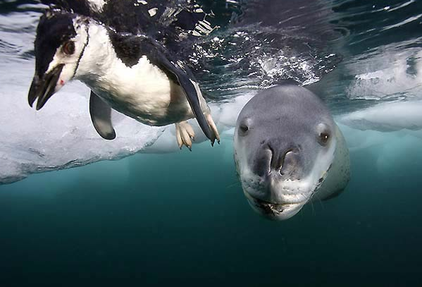 İşte leopar fokunun kanlı avı - Resim: 4