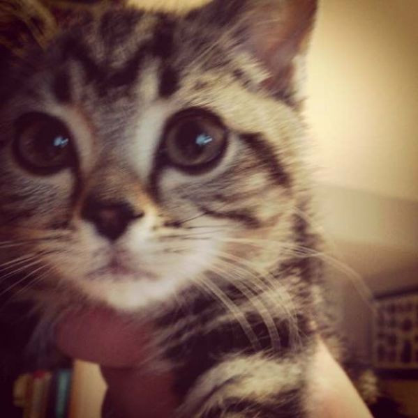 Bu kediye gören gözlerine inanamıyor - Resim: 1