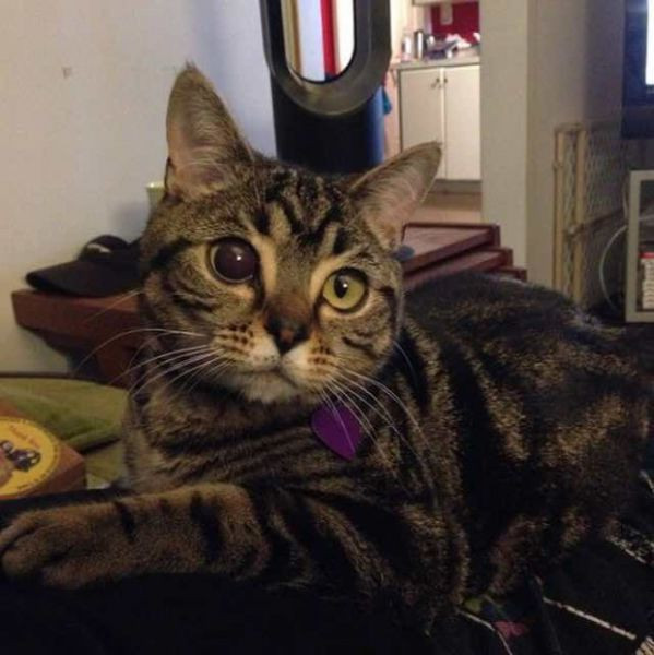 Bu kediye gören gözlerine inanamıyor - Resim: 2