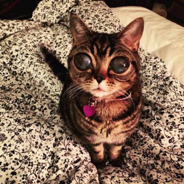 Bu kediye gören gözlerine inanamıyor - Resim: 3