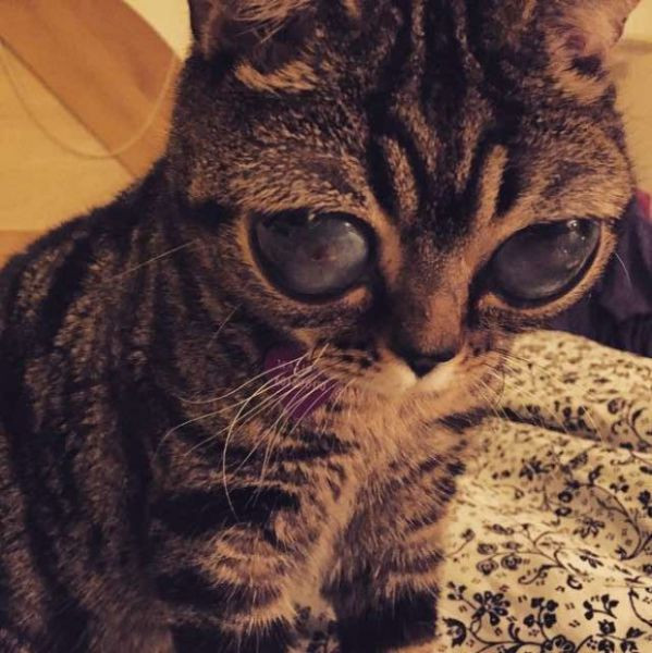 Bu kediye gören gözlerine inanamıyor - Resim: 4