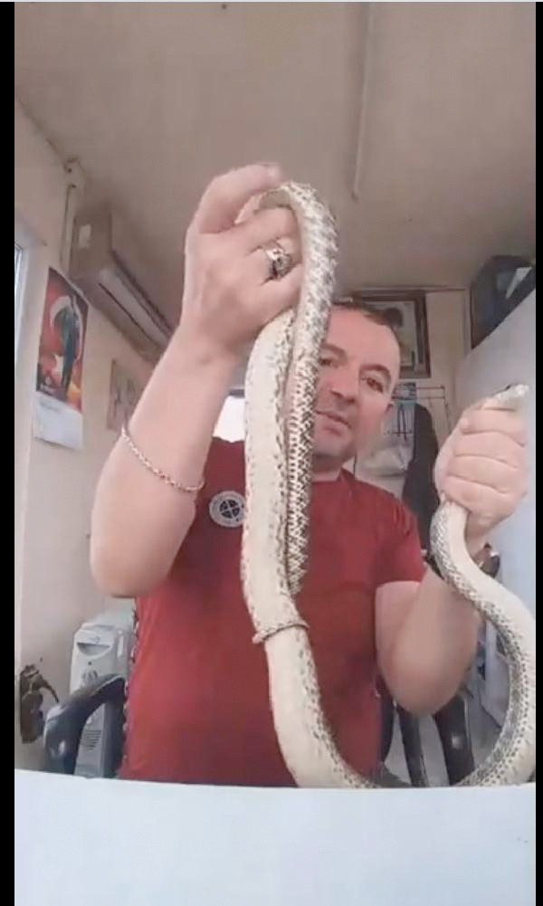 Yakaladığı yılanla sosyal medyada canlı yayın yaptı - Resim: 4