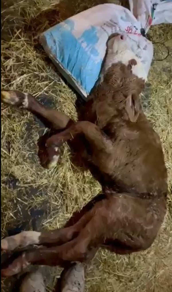 Kastamonu'da yeni doğan buzağın kalbini gören veteriner şaştı kaldı: Böylesi ilk defa başımıza geldi - Resim: 1