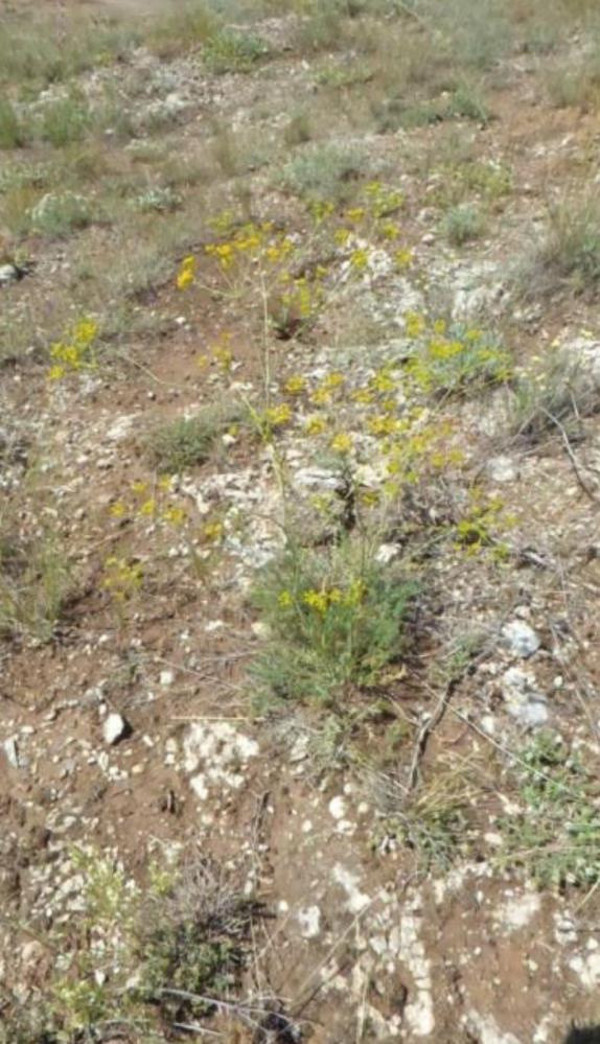 Sivas'ta yeni bitki türü keşfedildi! Bakın ne isim verildi - Resim: 0
