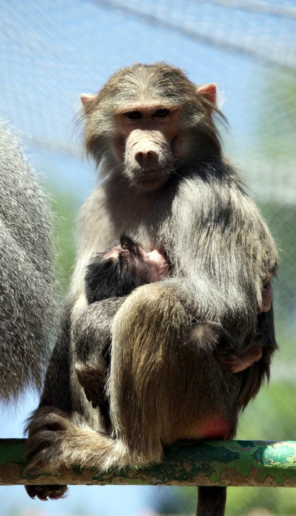 Hayvanat bahçesinin yeni üyeleri  - Resim: 3