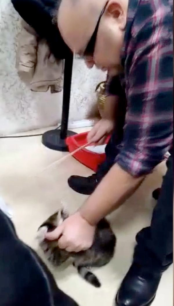 İşadamı kediyi sopayla dövdü dehşet anları kamerada - Resim: 1