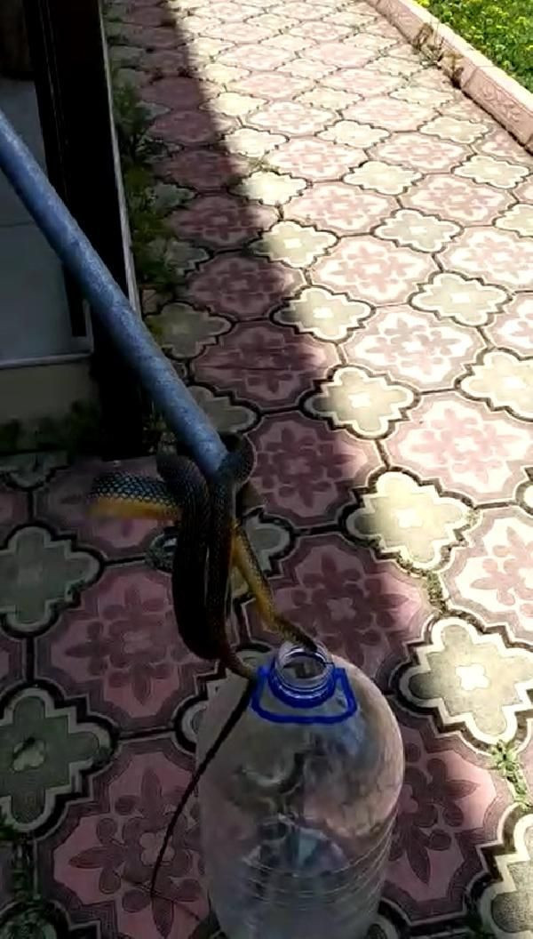 Balkondaki 2 metrelik yılan korkuttu! - Resim: 3