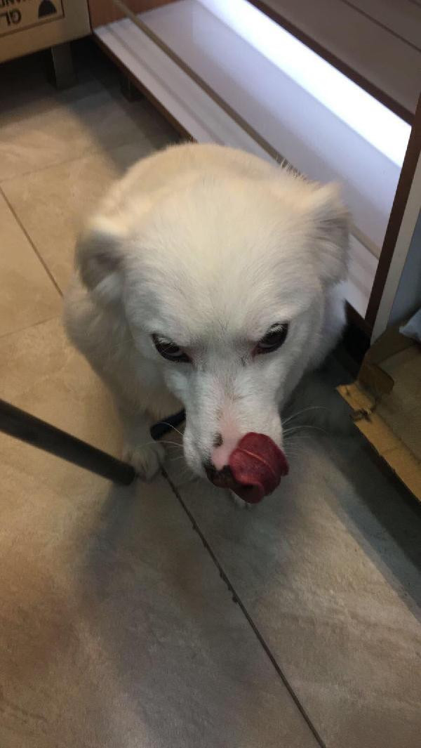 İzmir'deki köpeği tekmeleyen o kişi bakın kim çıktı? - Resim: 3