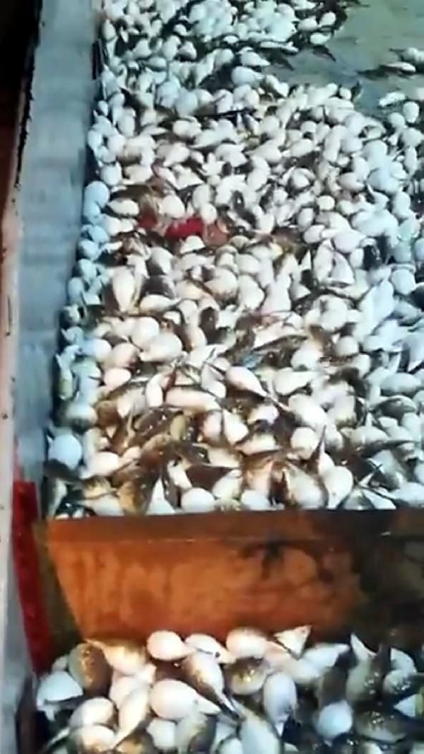 Akdeniz'i istila etti tenekeyi dahi yiyor! Balıkçılar çözüm bekliyor - Resim: 4