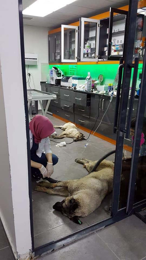 Ankara'daki köpek katliamının görüntüleri ortaya çıktı - Resim: 0