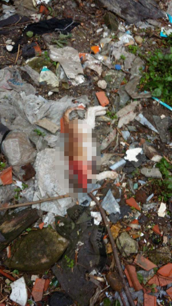 Bunu yapan insan olamaz! İstanbul'da kan donduran vahşet parçalanmış halde bulundular - Resim: 0